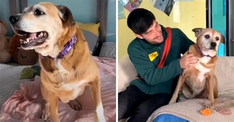 Dog Came To Shelter As A Puppy, But Years Of Rejections Later, She’s ...