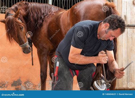 Horses Hoof Being Shoed By Farrier/blacksmith Stock Image | CartoonDealer.com #42816481