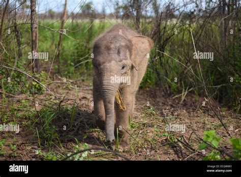 A Sumatran elephant baby in Way Kambas National Park, Sumatra, Indonesia Stock Photo - Alamy