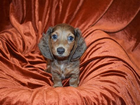 Dachshund-DOG-Female-Isabella Fawn-3716700-Petland Dunwoody