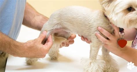 Dog knee replacement I Normanhurst Vet I Local and Trusted