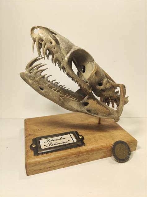 Reproduction Prehistoric Giant Boa Skull - - Titanoboa - - Catawiki