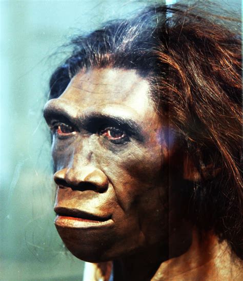 Homo erectus - Wikipedia, a enciclopedia libre