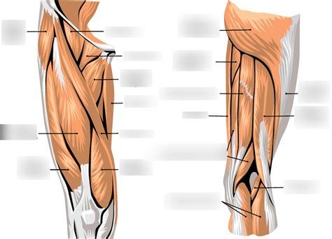 Muscles of the Upper Leg Diagram | Quizlet