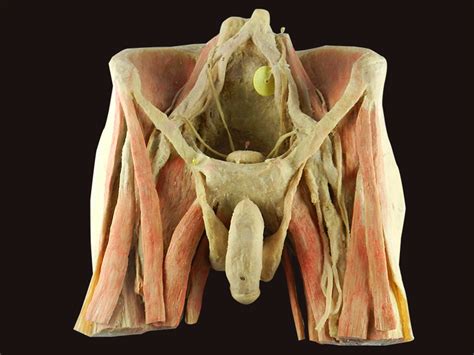 Anatomy Of The Body Organs Male - Human Body Organs Diagram Male | Bodegawasuon