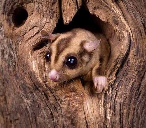 Do Sugar Gliders Hibernate? Science, Facts, Tips – Mercury Pets