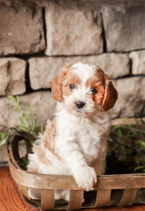 Cavapoo Puppies for Sale | Buckeye Puppies