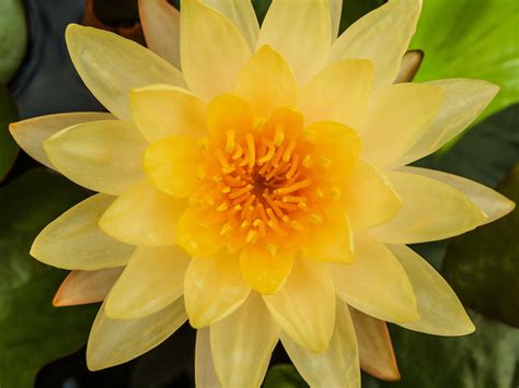 Frumoasă floare de lotus cu apă Poza gratuite - Public Domain Pictures