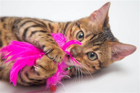 Cat Play the Right Way: 7 Mistakes to Avoid | Fear Free Happy Homes