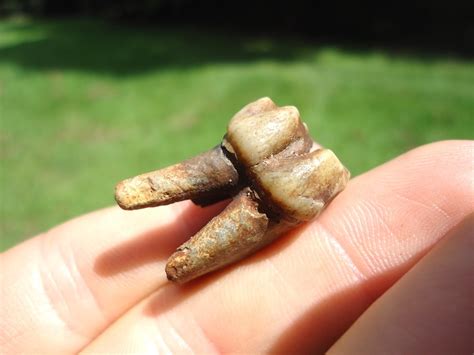 Choice Rooted Manatee Tooth | Miscellaneous | FOSSILS | Prehistoric Florida