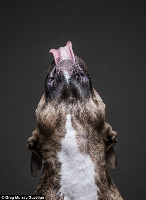 Hilarious Portraits Of Dogs Eating Peanut Butter By Photographer Greg ...