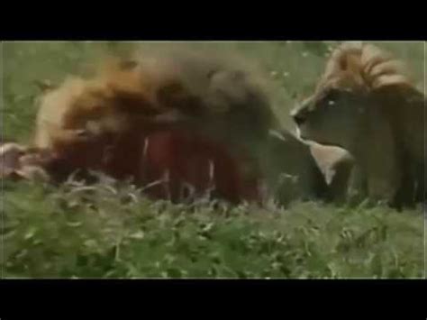 National Geographic Documentary - Lions vs Hyenas | HD - YouTube