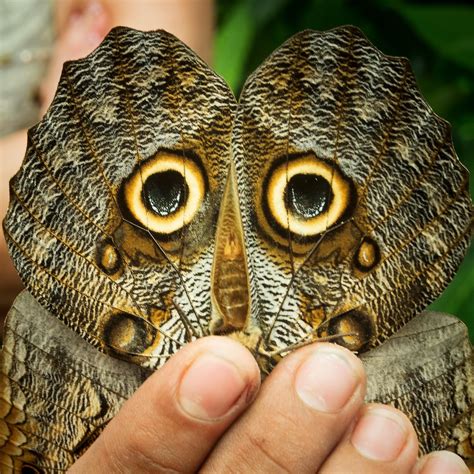 Scary disguise 2, Owl | Butterfly garden, Quepos Costa Rica … | Flickr