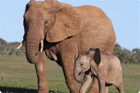 Baby African Elephants Pictures