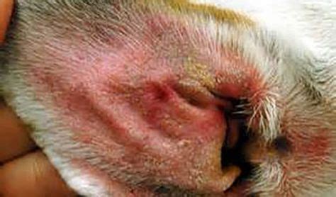 Slideshow: Skin Problems in Dogs | Doggie health/treats | Dogs ears ...