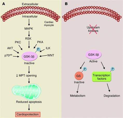 JCI - Inhibit GSK-3β or there’s heartbreak dead ahead