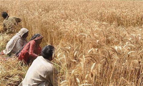 New policy to help cut wheat production price - Business - DAWN.COM