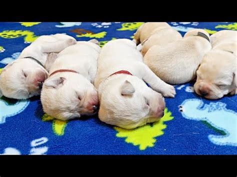 Labrador Puppies Turn 1 Week Old! - YouTube