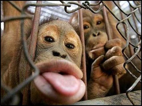 Funny Animals: Funny Monkey, Funny Monkey Faces