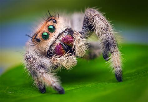 File:Female Jumping Spider - Phidippus regius - Florida.jpg - Wikimedia Commons