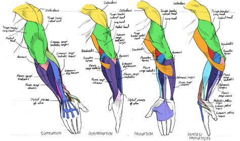 Human anatomy drawing, Arm anatomy, Anatomy drawing