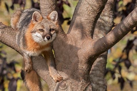 Gray Fox Animal