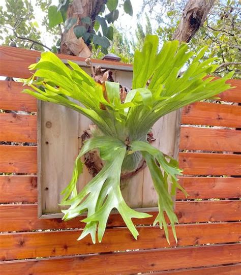 Tropical staghorn ferns take root here – Master Gardener Association of San Diego County