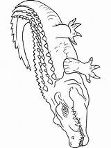 Nile Crocodile Coloring Page At GetColoringscom  Free Printable sketch template