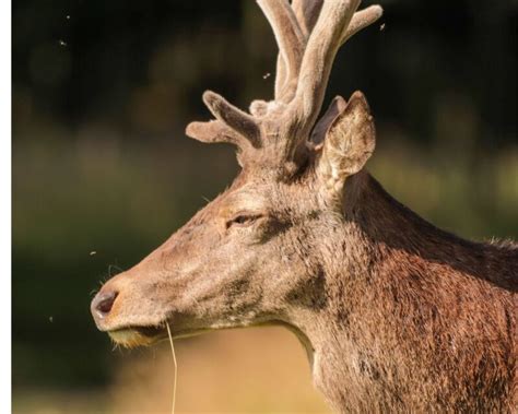 The Spiritual Meaning of Stag And Deer: Symbolism