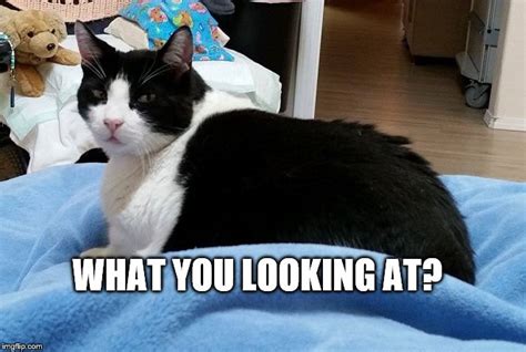 32+ Funny Tuxedo Cat Memes - Factory Memes