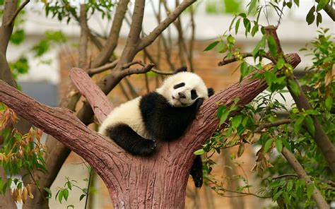 HD wallpaper: Baby Panda, panda bear | Wallpaper Flare