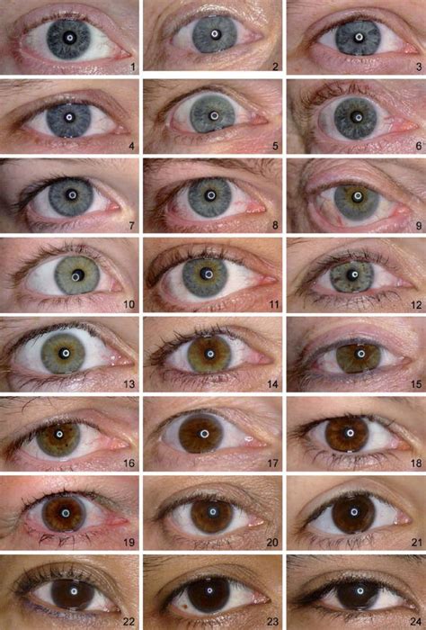 Grading of Iris Color with an Extended Photographic Reference Set in ...