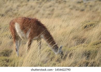 Guanacos Patagonia National Park Landscape Stock Photo 1454422790 ...