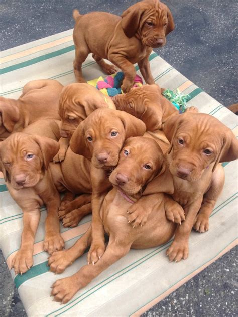 Vizsla puppies are underrated wrinkly nuggets.https://ift.tt/2PpLBuF ...