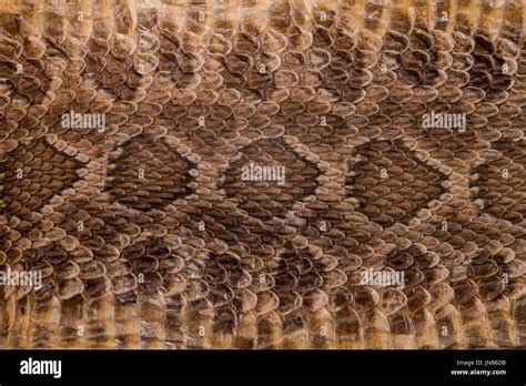 Rattlesnake Skin Stock Photo - Alamy