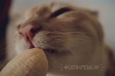 Cat loves eating bananas but owner jokes that pics look inappropriate ...