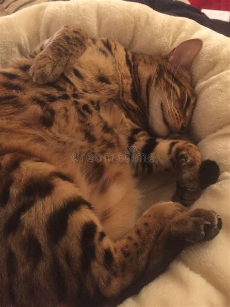 Bengal Cat Sleeping stock image. Image of mammal, tiger - 46206947