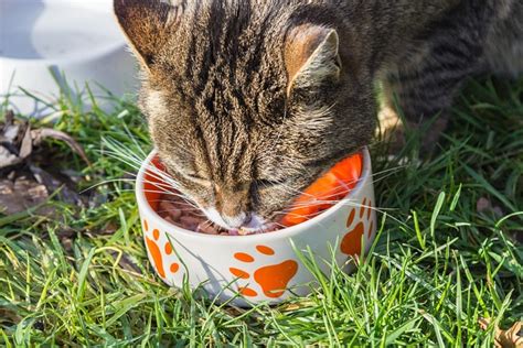 Cat Food Bowl · Free photo on Pixabay