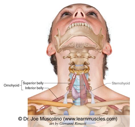 Omohyoid - Learn Muscles