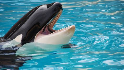 4 Surprising Things You Didn't Know About Shamu The Whale