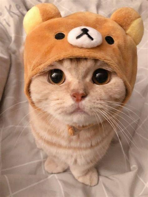 ทาสแมว.Cute Cat - ต๊ะเอ๋ 😘 | Facebook