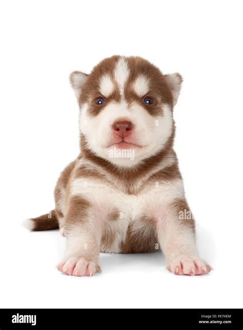 How Much Is A Husky Puppy