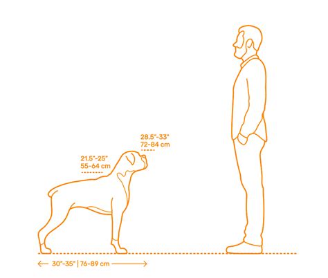 Boxer Dimensions & Drawings | Dimensions.Guide