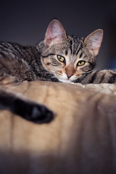 Lazy tiger kitten - Lazy afternoon for striped kitten. | Cats, Grey ...