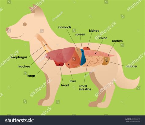 Canine Internal Anatomy Chart Poster Laminated | stickhealthcare.co.uk