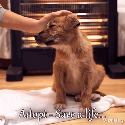 Adopt Me Adopted Gif Adopt Me Adopted Amiadopted Disc - vrogue.co