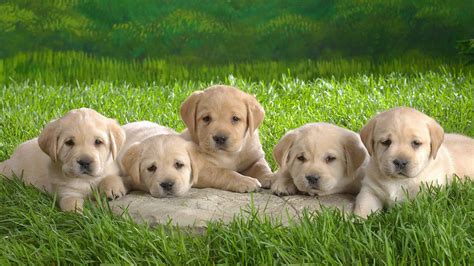 Golden Retriever puppies wallpaper (2) - My Doggy Rocks