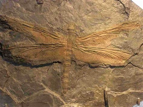 Carboniferous Dragonfly