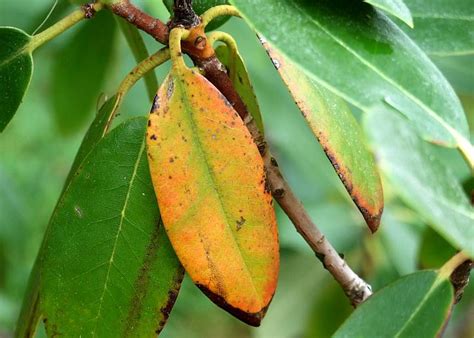 Why are My Rhododendron Leaves Turning Yellow? - My Heart Lives Here