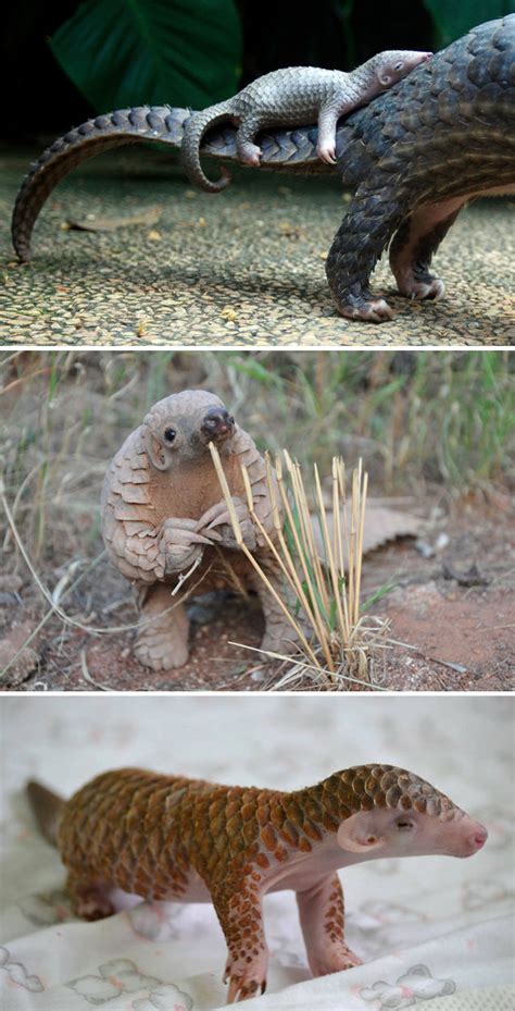 40 Unique Animals and Their Babies for Your Daily Dose of Cuteness | Bored Panda